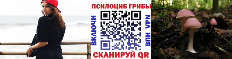 Купить где  Болохово  Галлюциногенные грибы Psilocybe 